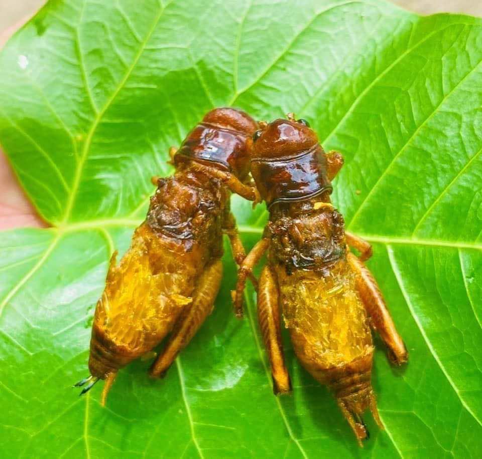 ရန်ကုန်သူ အမဥအပြည့်ပါ ပုရစ်ကြော်အစပ် (အကောင် ၅၀)