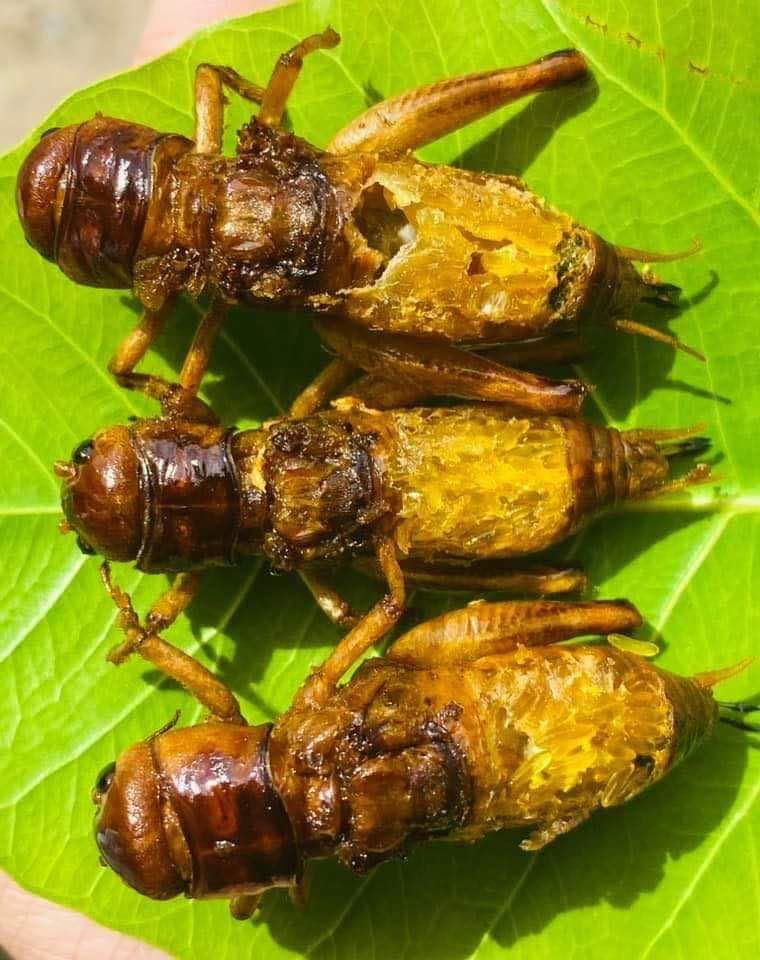 ရန်ကုန်သူ အမဥအပြည့်ပါ ပုရစ်ကြော်အစပ် (အကောင် ၅၀)