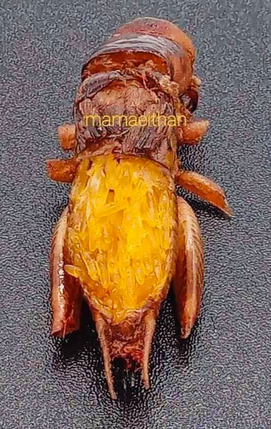 မမအိသန် ပုရစ်ကြော်အစပ် အကောင် (၅၀)