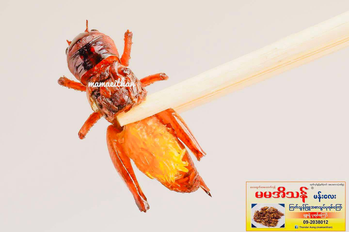 မမအိသန် ပုရစ်ကြော်အစပ် အကောင် (၅၀)