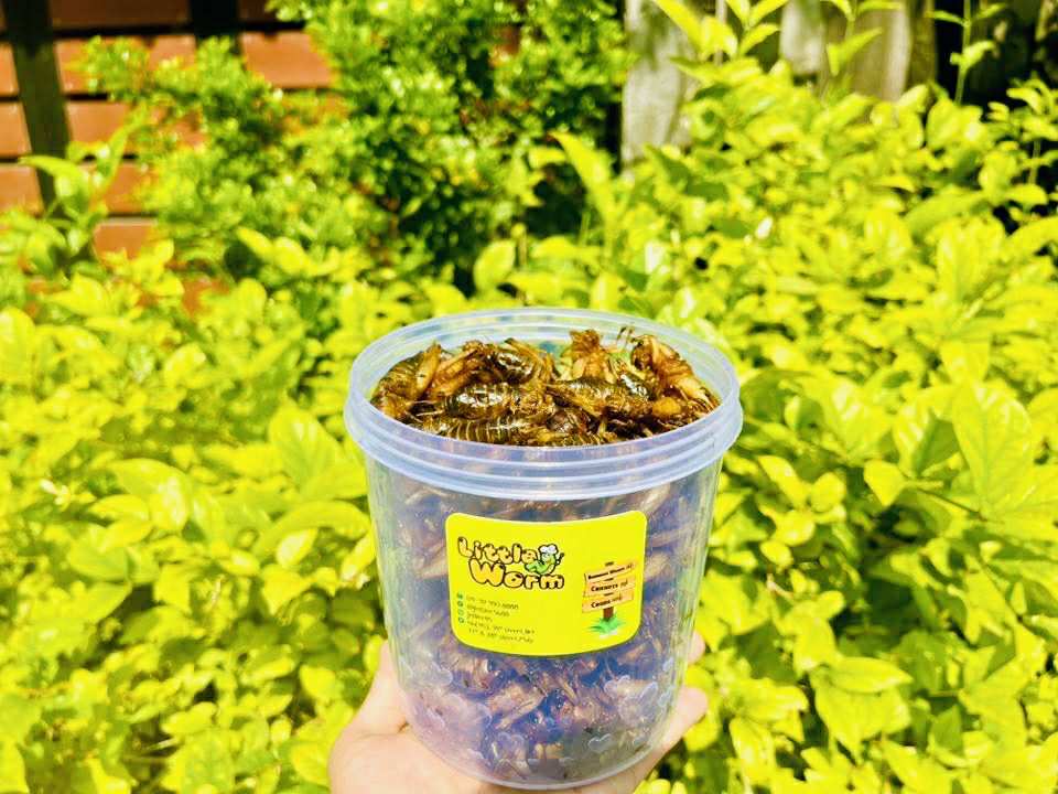 Little Worm အမသီးသန့်ဥအပြည့် ပုရစ်ကြော် (အကောင် ၅၀)