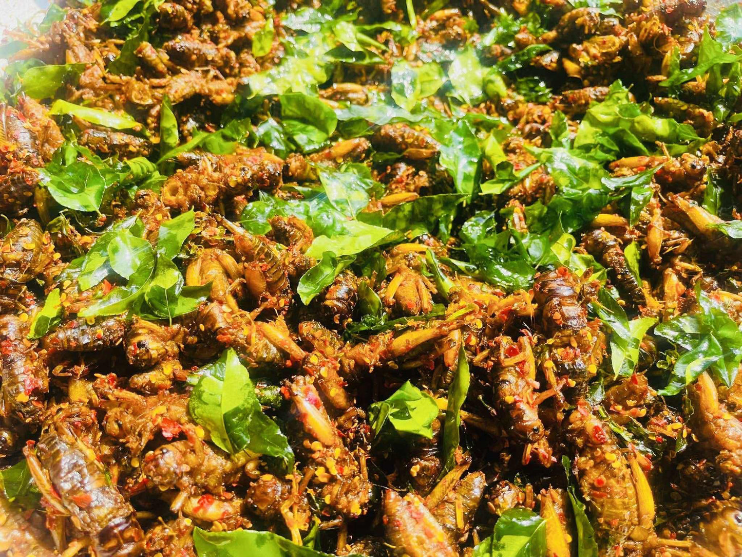 ဂုဏ်ဂုဏ် ပုရစ်ကြော် (အကောင် ၅၀)