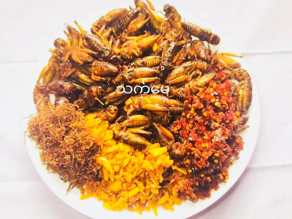 သက်မေ ပုရစ်ကြော် (အကောင် ၅၀) (အမဥပါ နှင့်အထီးအရော)