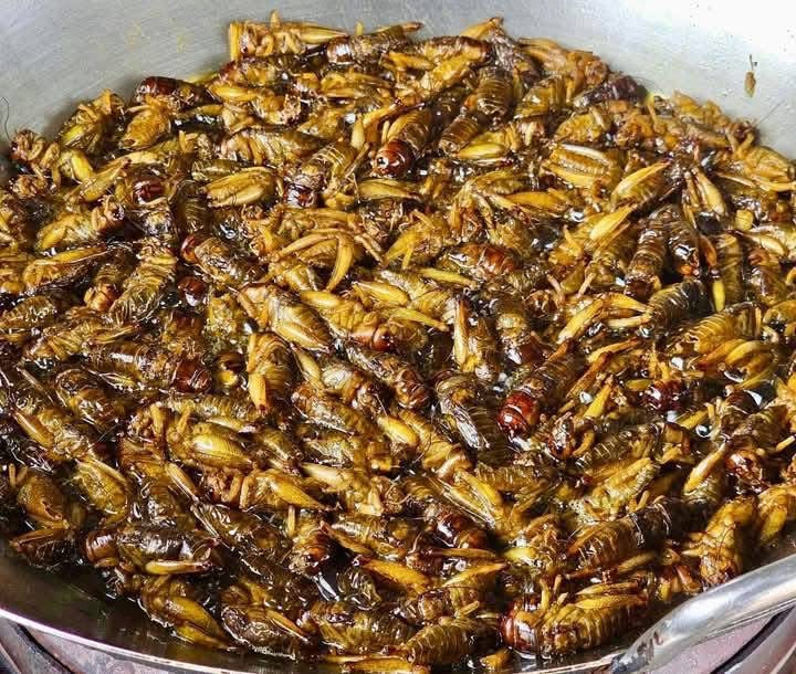 Made in Mandalay ကသာပုရစ်ကြော် (အကောင် ၅၀)