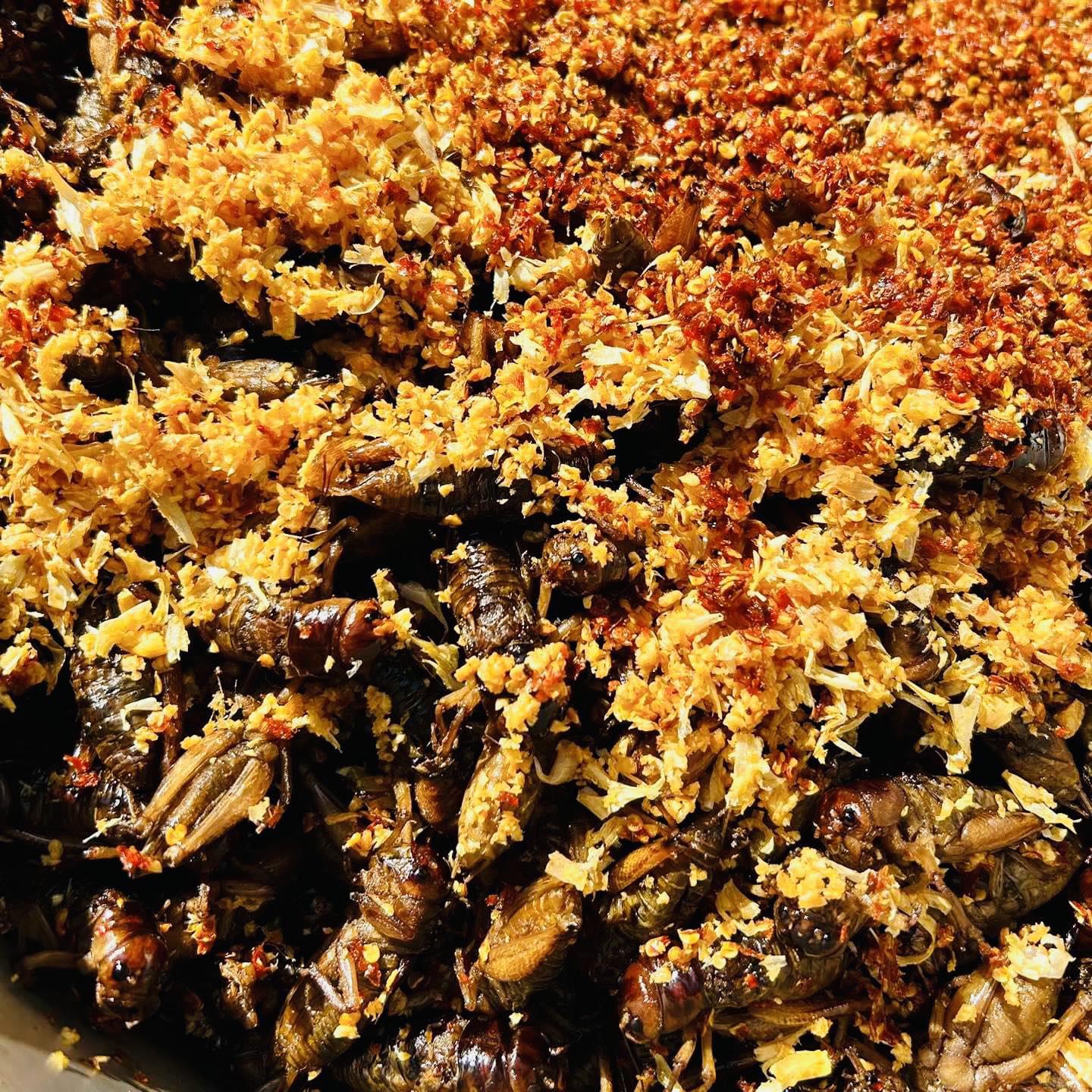 H&H မြေပဲပုရစ်ကြော် ( Fried Crickets )