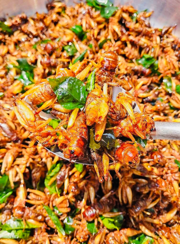မေ့မေတ္တာ ရှယ်ပုရစ်ကြော် ( အကောင် ၅၀)