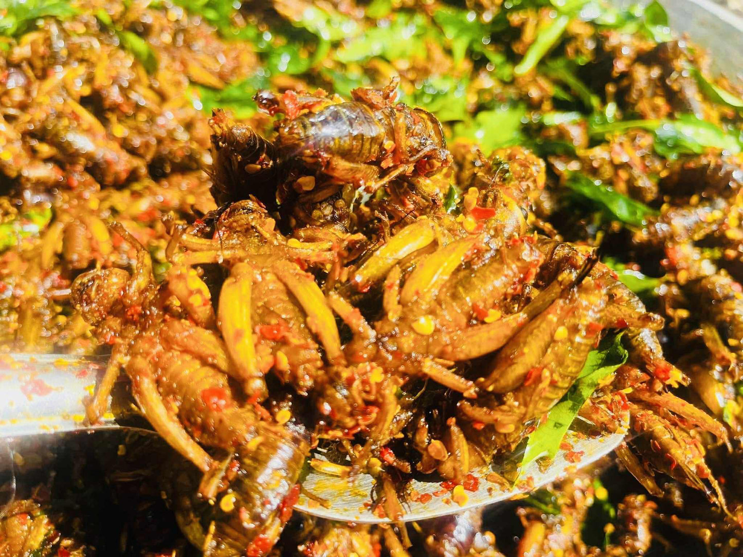 ဂုဏ်ဂုဏ် ပုရစ်ကြော် (အကောင် ၅၀)