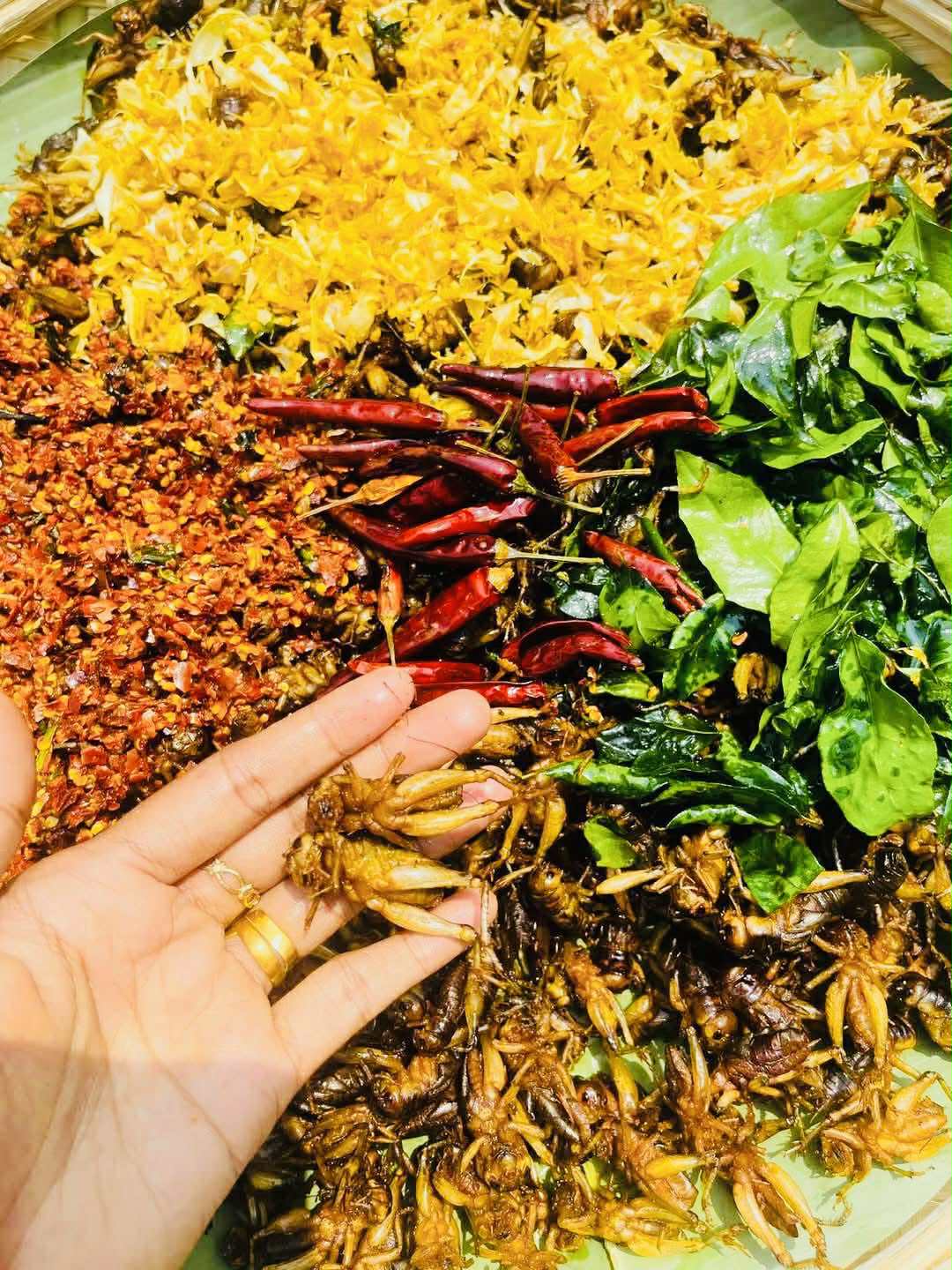 ဂုဏ်ဂုဏ် ပုရစ်ကြော် (အကောင် ၅၀)