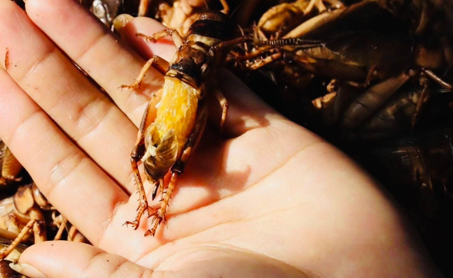 Made in Mandalay အမသီးသန့်ဥအပြည့်ပါ (အကောင် ၅၀)