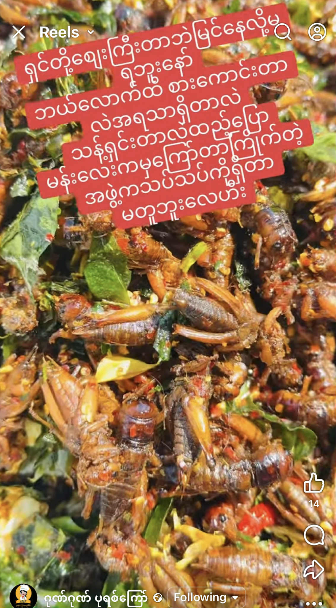 ဂုဏ်ဂုဏ် အမ သီးသန့်ဥအပြည့်ပါ ပုရစ်ကြော်အစပ် (အကောင် ၅၀)