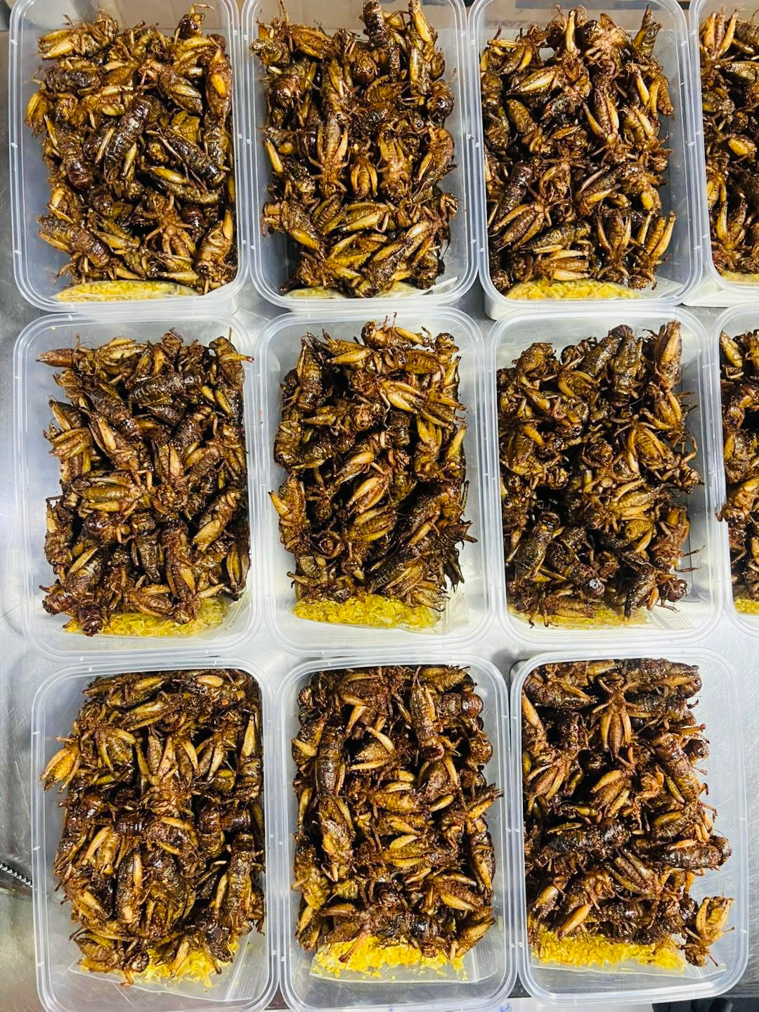 Little Worm အမသီးသန့်ဥအပြည့် ပုရစ်ကြော် (အကောင် ၅၀)