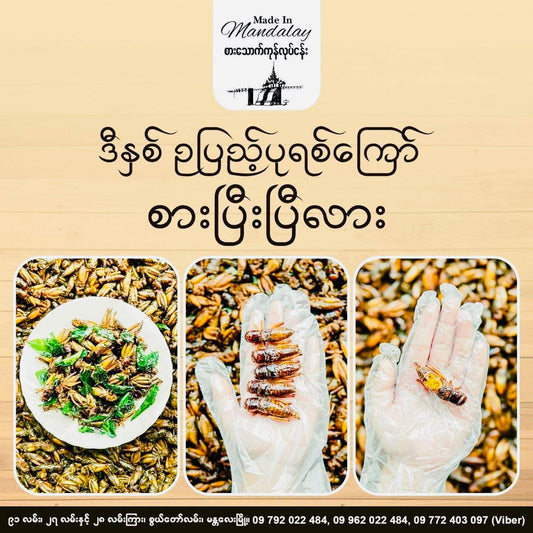 Made in Mandalay အမသီးသန့်ဥအပြည့်ပါ (အကောင် ၅၀)