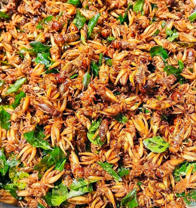 မေ့မေတ္တာ ရှယ်ပုရစ်ကြော် ( အကောင် ၅၀)