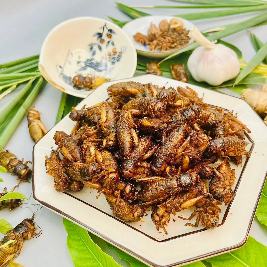 Little Worm မိုးပုရစ်ကြော်အစပ်