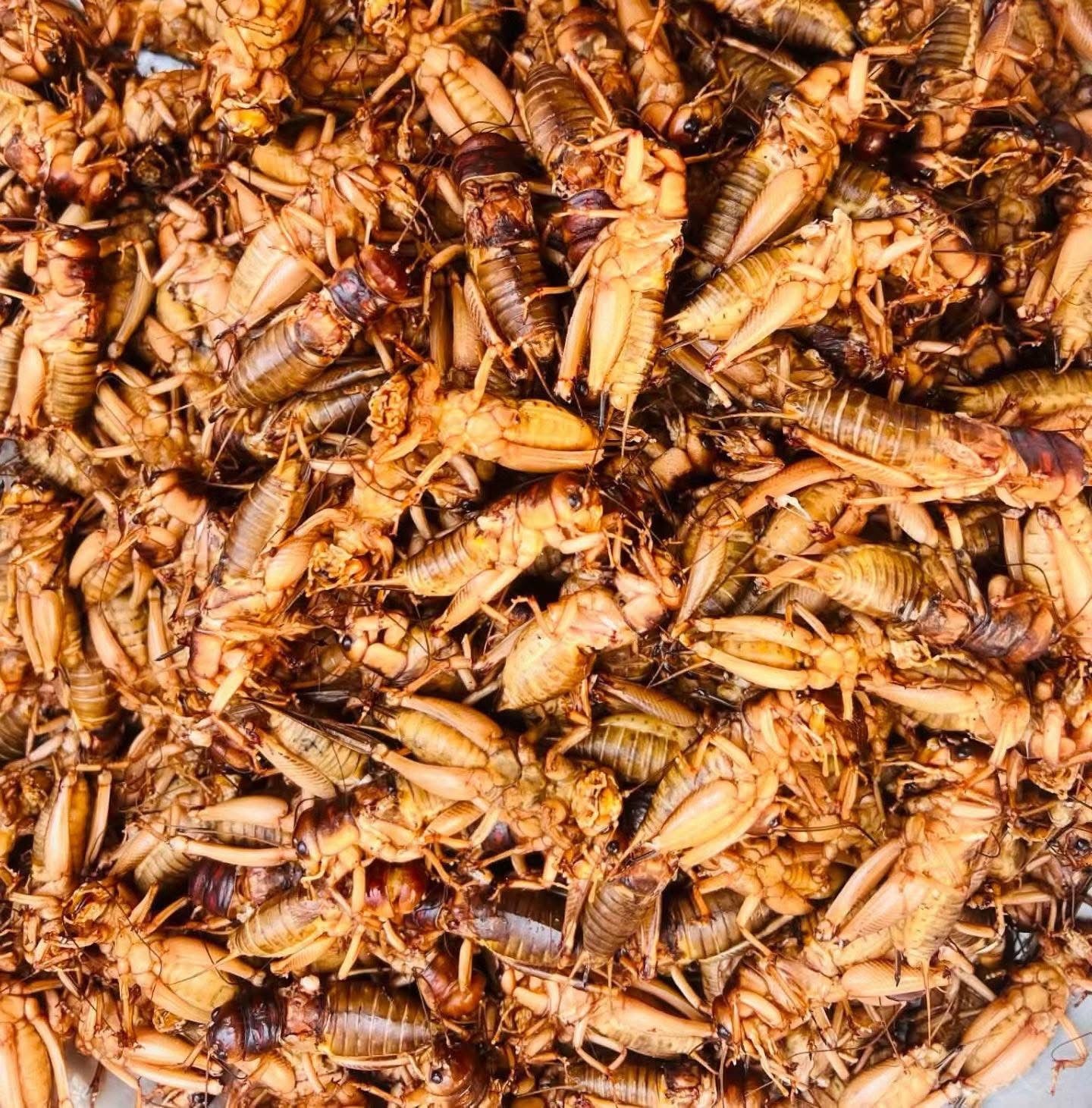 Little worm မိုးပုရစ်ကြော် မာလာအရသာ