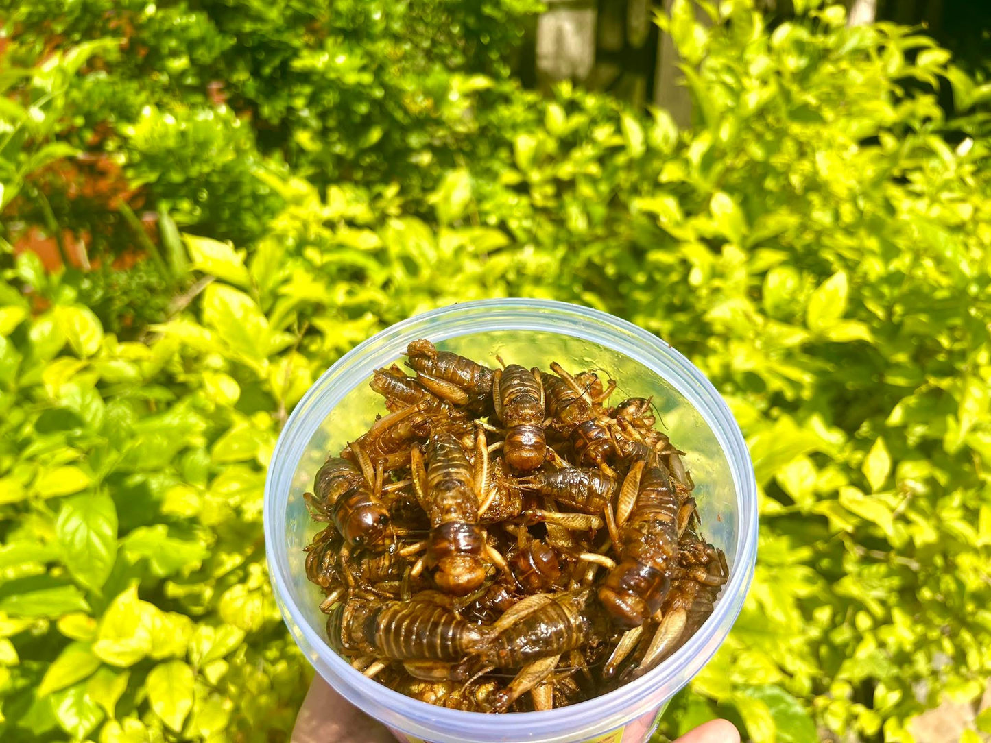 Little worm မိုးပုရစ်ကြော် မာလာအရသာ