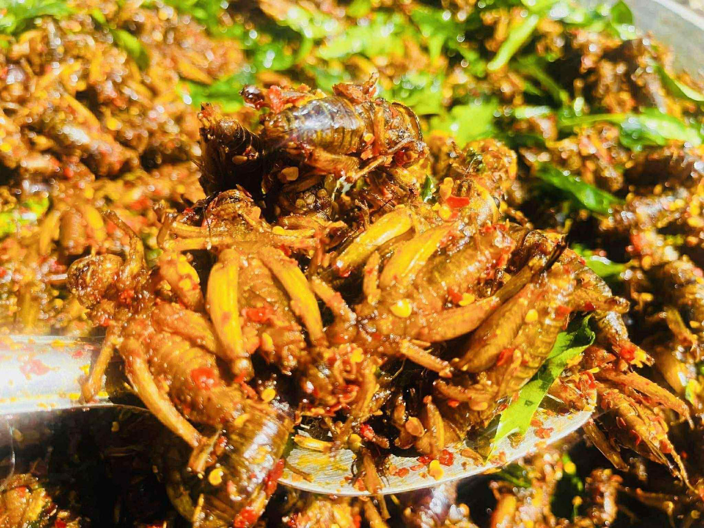 ဂုဏ်ဂုဏ် အမ သီးသန့်ဥအပြည့်ပါ ပုရစ်ကြော်အစပ် (အကောင် ၅၀)