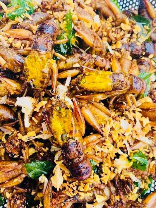 ဆုလာဘ် အမဥအပြည့်ပါ ဆောင်းပုရစ် အစပ်ကြော်(အကောင် ၅၀)