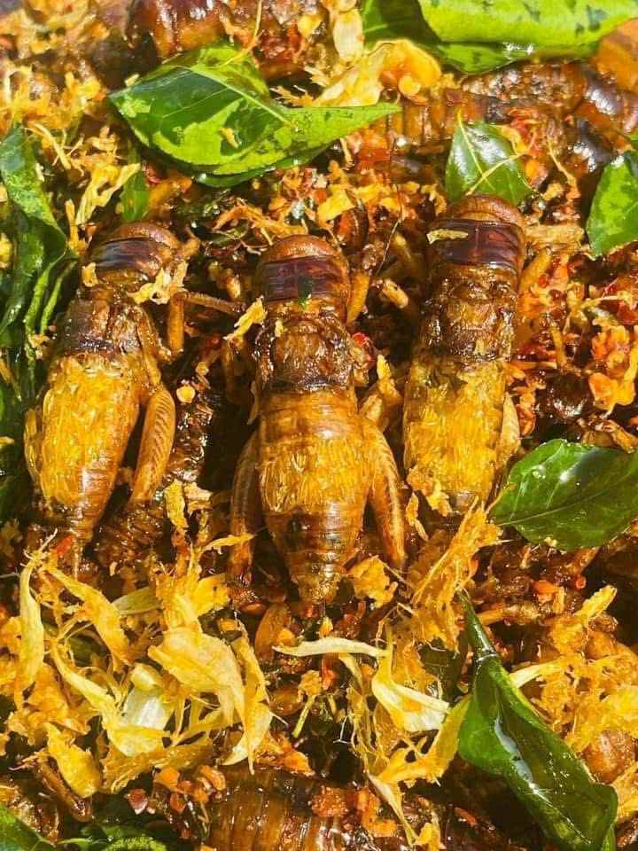 ဂုဏ်ဂုဏ် အမ သီးသန့်ဥအပြည့်ပါ ပုရစ်ကြော်အစပ် (အကောင် ၅၀)