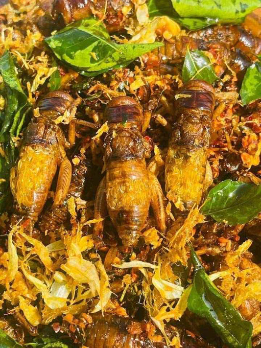 ဂုဏ်ဂုဏ် အမ သီးသန့်ဥအပြည့်ပါ ပုရစ်ကြော်အစပ် (အကောင် ၅၀)