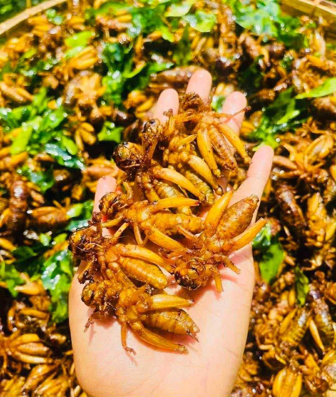 ဂုဏ်ဂုဏ် အမ သီးသန့်ဥအပြည့်ပါ ပုရစ်ကြော်အစပ် (အကောင် ၅၀)