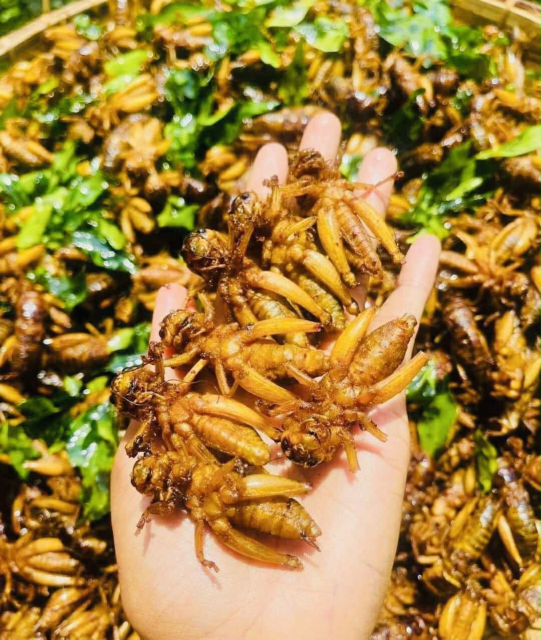 ဂုဏ်ဂုဏ် ပုရစ်ကြော် (အကောင် ၅၀)